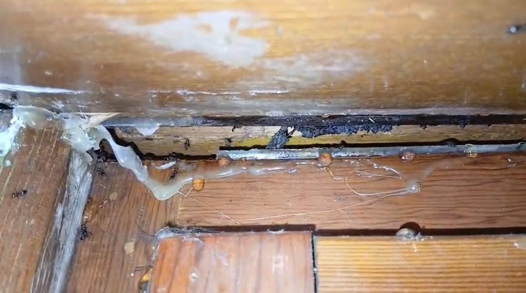 Disinfestazione formiche carpentiere in una finestra
