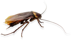 Disinfestazioni blatte
